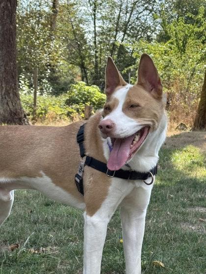 Enlarge Pewder, a Adoptable mixed breed in Bellevue, WA image 3/3