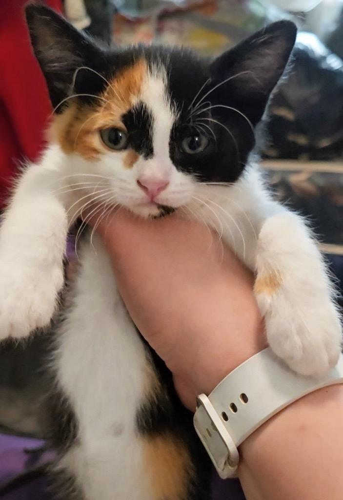 Shadow, Adoptable, Kitten Female Calico.
