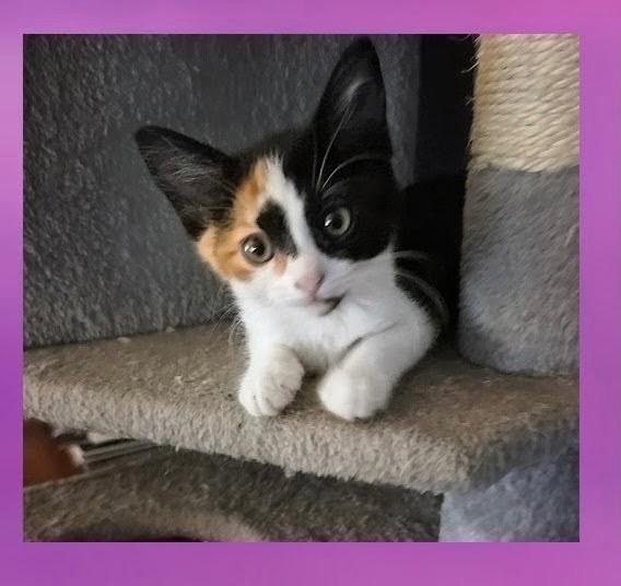 Enlarge Shadow, a Adoptable Calico in Newaygo, MI image 2/2