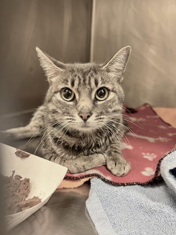 Enlarge The Duchess Of Purr, a Adoptable mixed breed in Austin, TX image 3/3