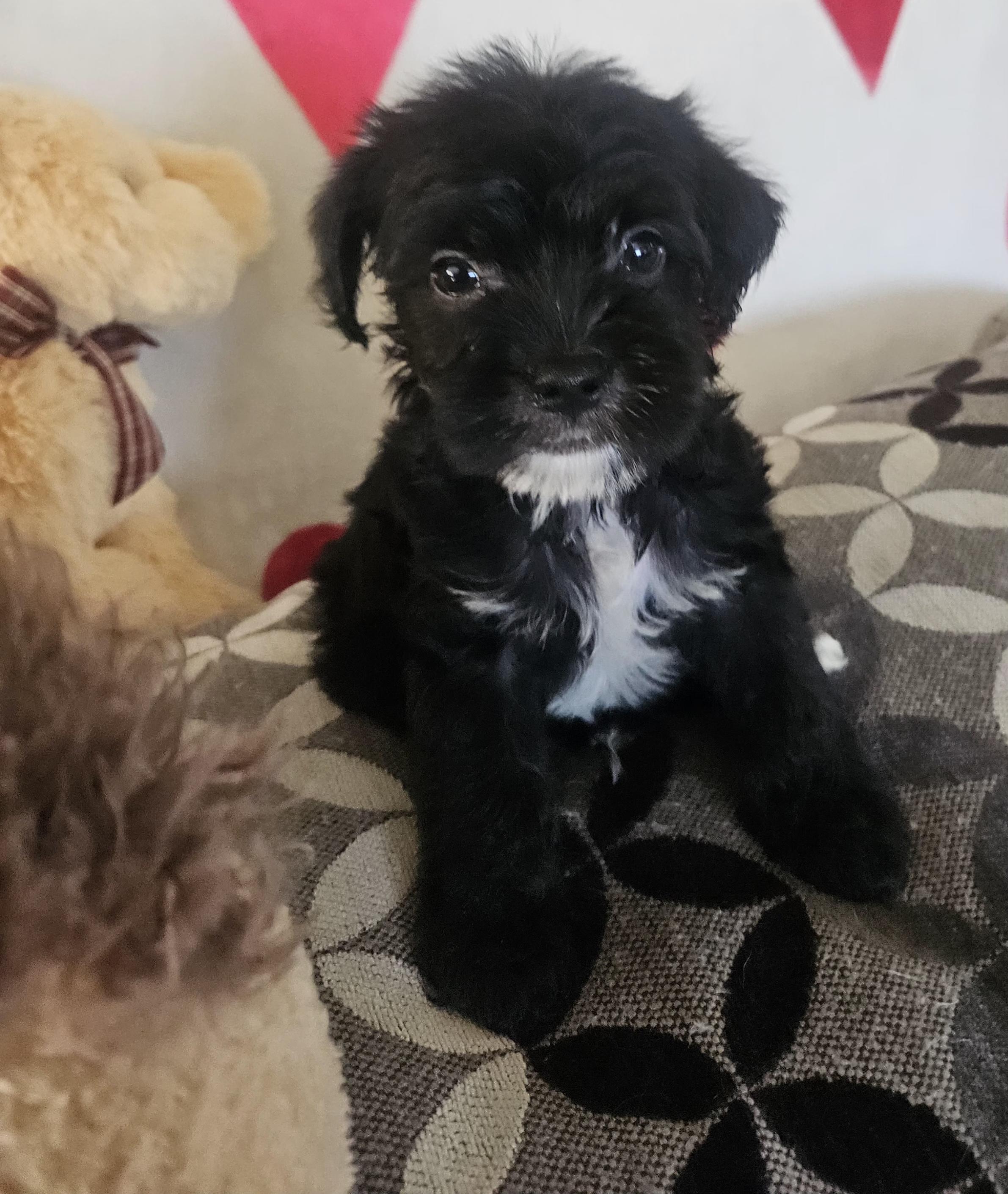 Jasper Maltipoo Dog