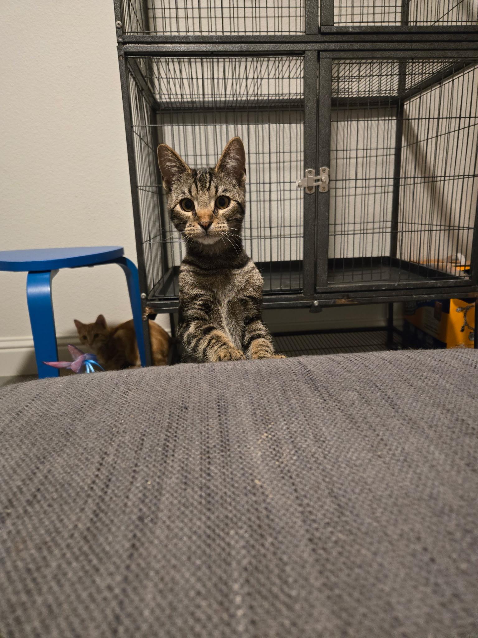 Enlarge Rocco, a Adoptable Domestic Short Hair in Gardnerville, NV image 3/3