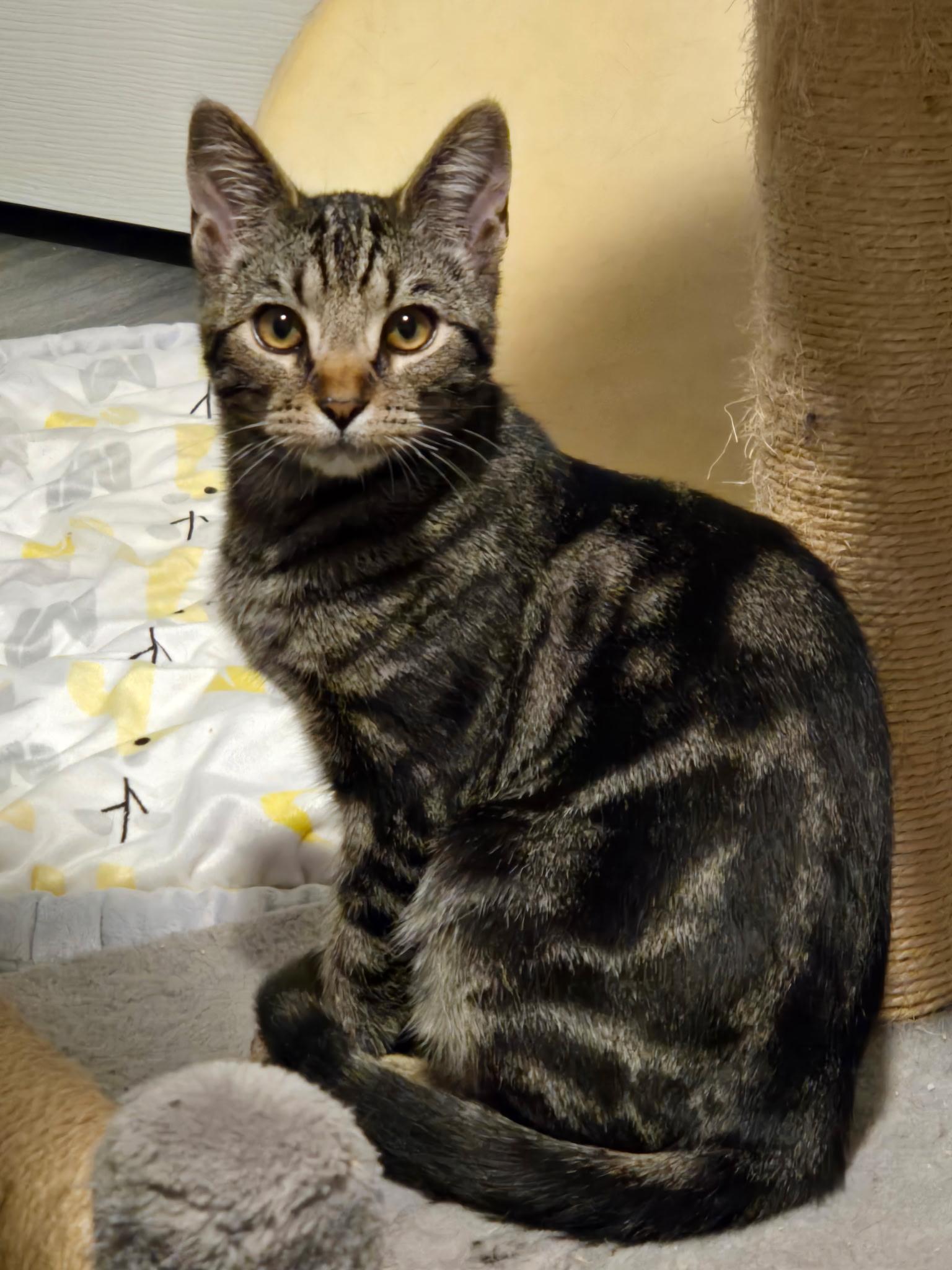 Enlarge Rocco, a Adoptable Domestic Short Hair in Gardnerville, NV image 1/3