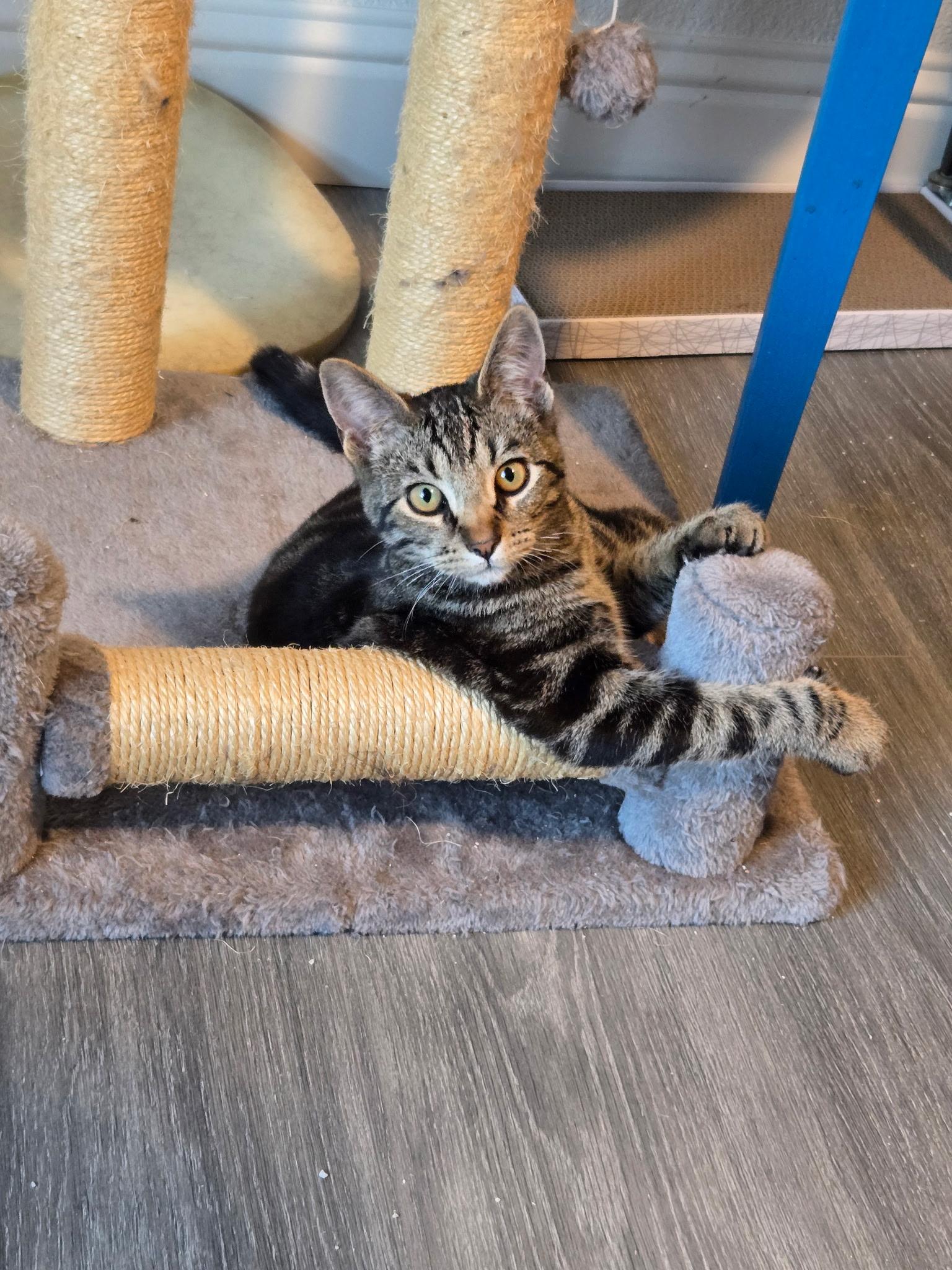 Enlarge Rocco, a Adoptable Domestic Short Hair in Gardnerville, NV image 2/3