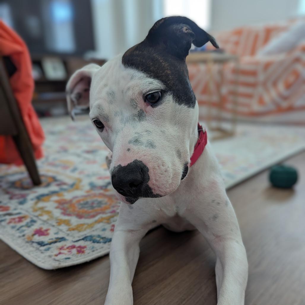 Willow, a Adoptable Mixed Breed in Mentor, OH image 1/6