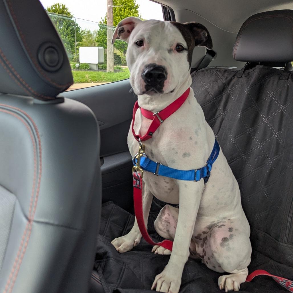 Willow, a Adoptable Mixed Breed in Mentor, OH image 2/6