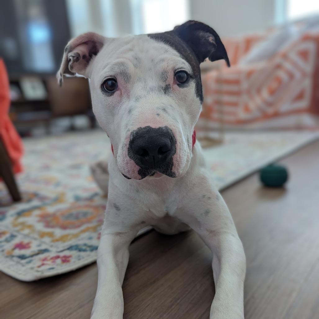 Willow, a Adoptable Mixed Breed in Mentor, OH image 3/6