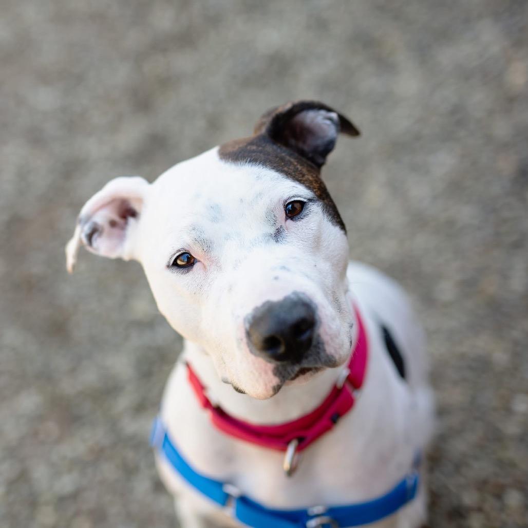 Willow, a Adoptable Mixed Breed in Mentor, OH image 4/6