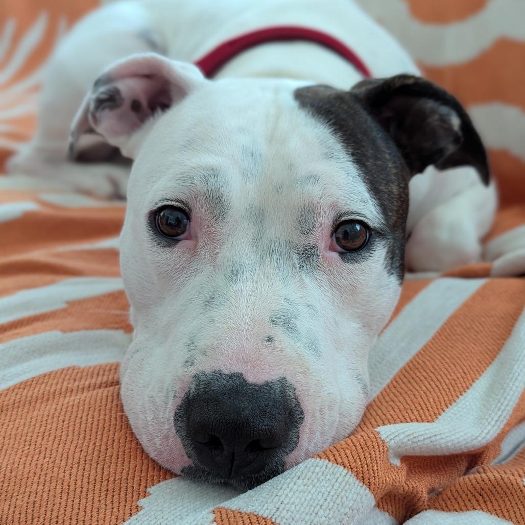 Willow, a Adoptable Mixed Breed in Mentor, OH image 5/6