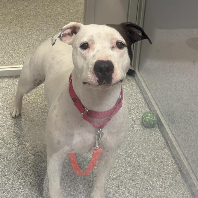 Willow, a Adoptable Mixed Breed in Mentor, OH image 6/6