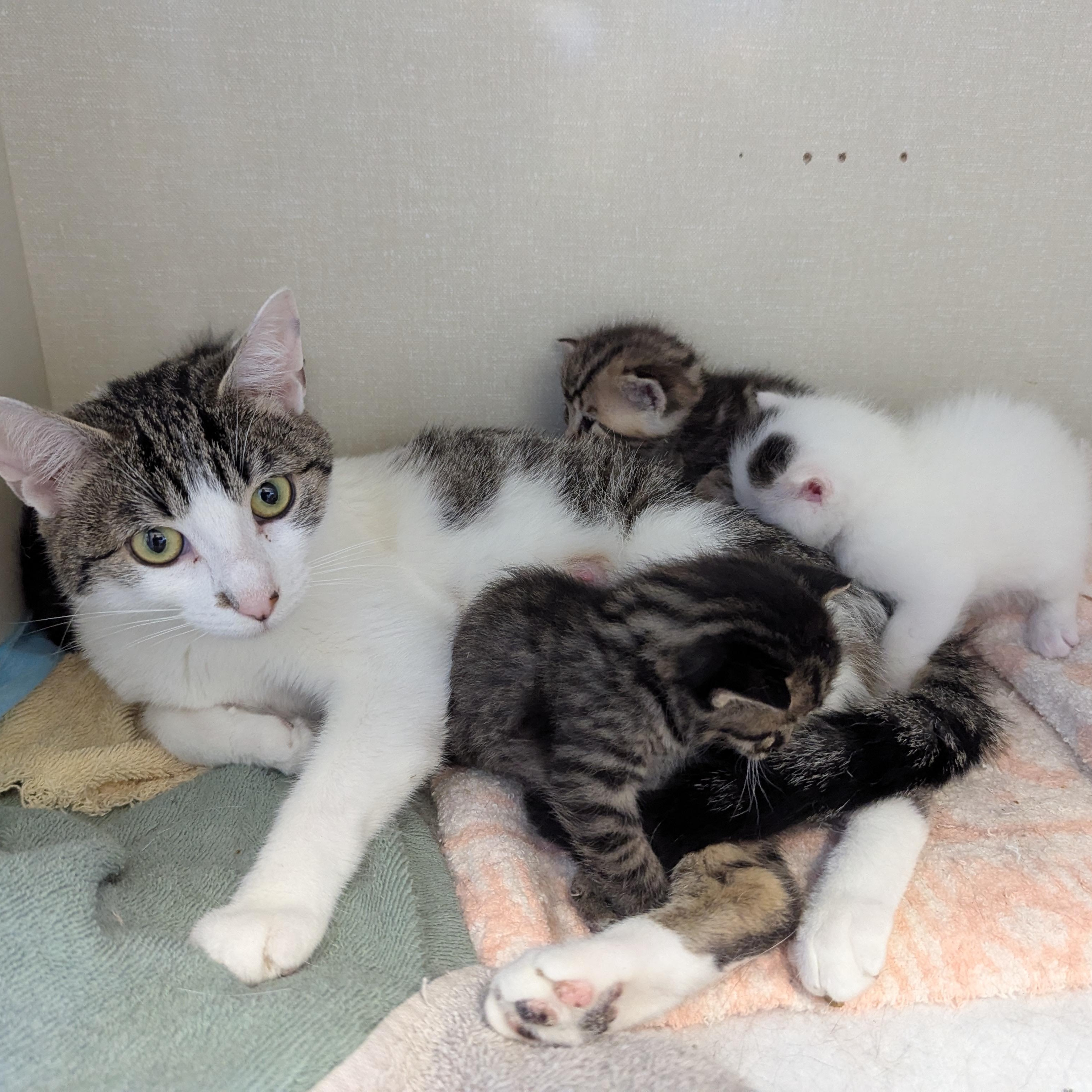 Fear, an adoptable Domestic Short Hair in Morden, MB, R6M 1Y4 | Photo Image 2