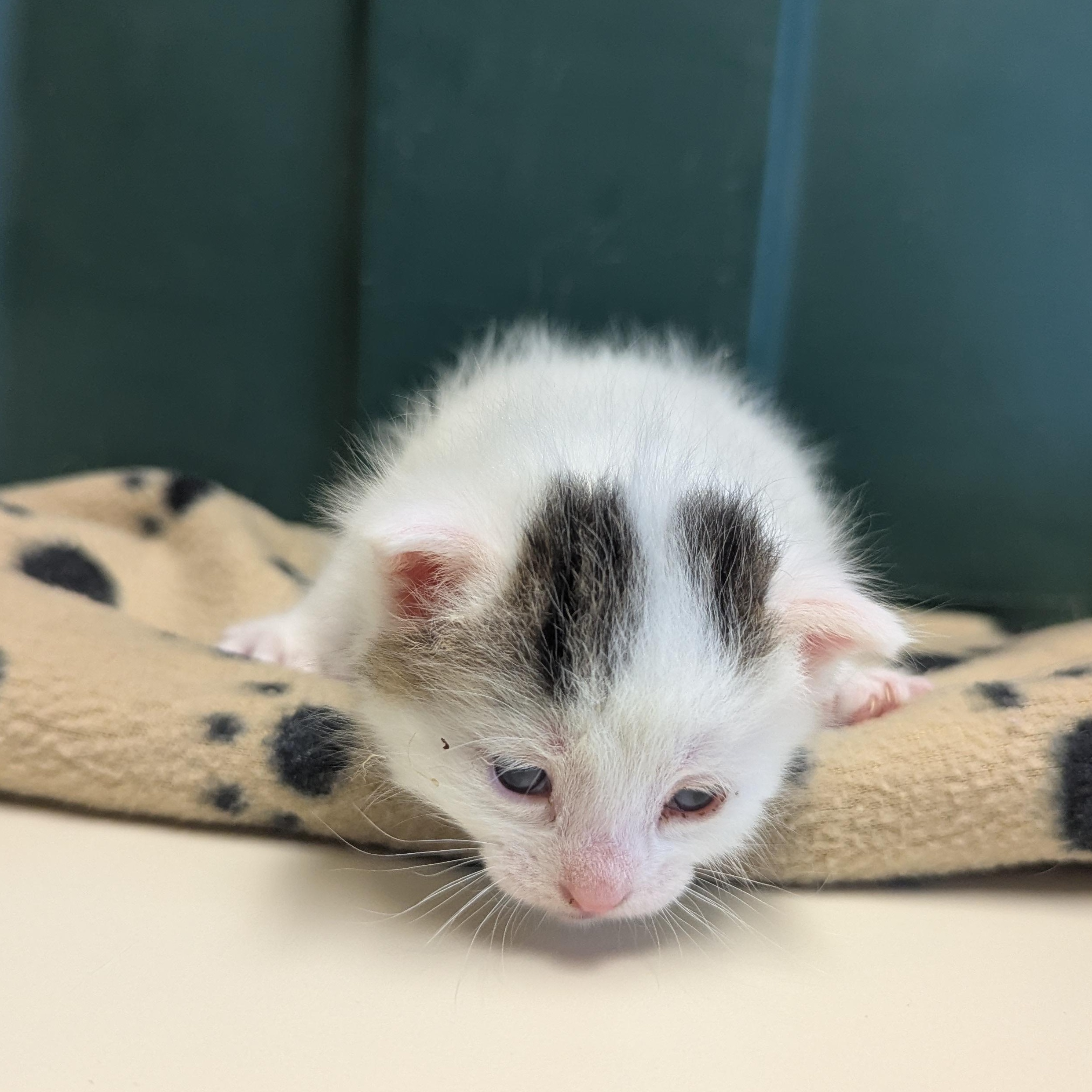 Fear, an adoptable Domestic Short Hair in Morden, MB, R6M 1Y4 | Photo Image 3