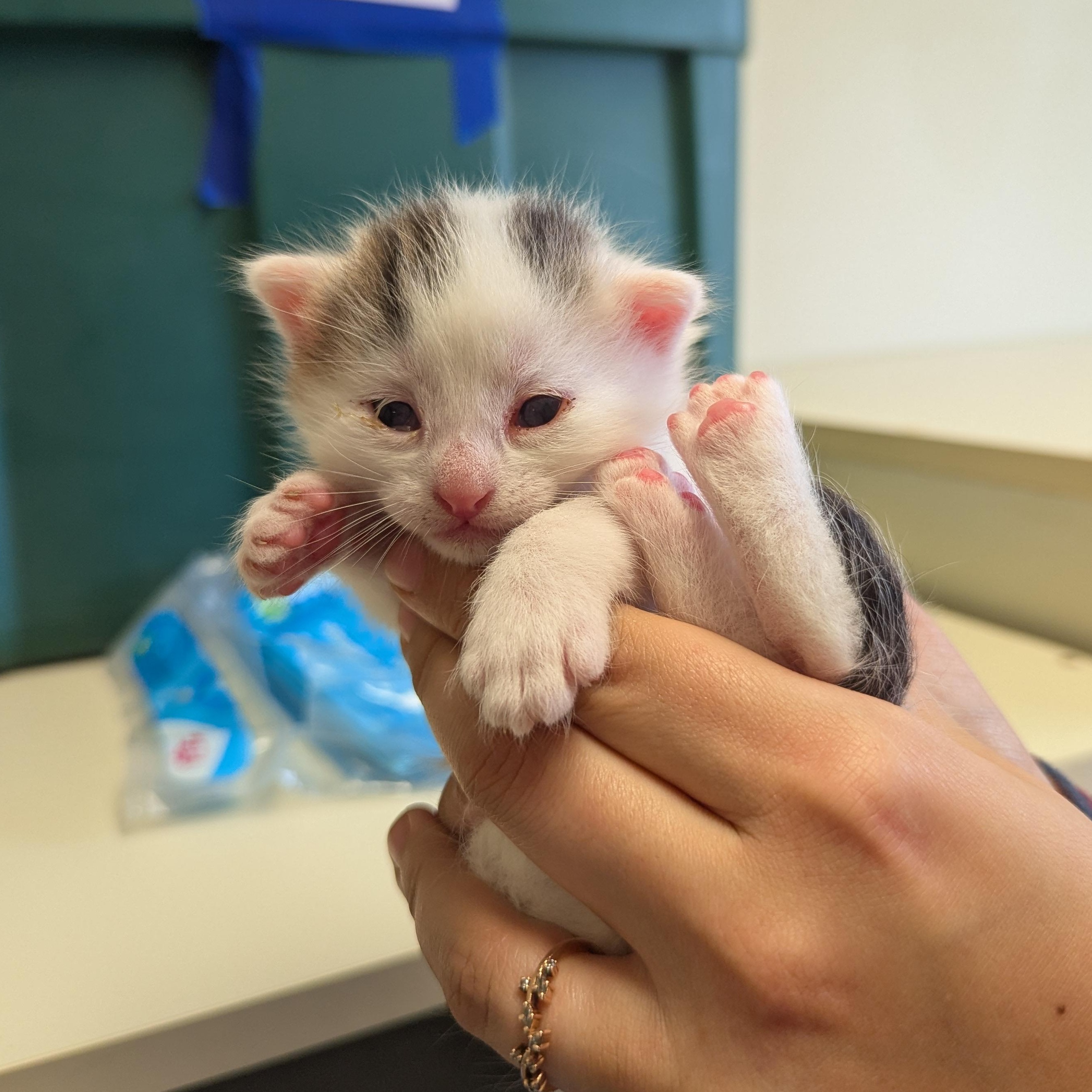 Fear, an adoptable Domestic Short Hair in Morden, MB, R6M 1Y4 | Photo Image 1