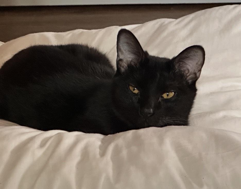 Matilda, Adoptable, Adult Female Domestic Short Hair.