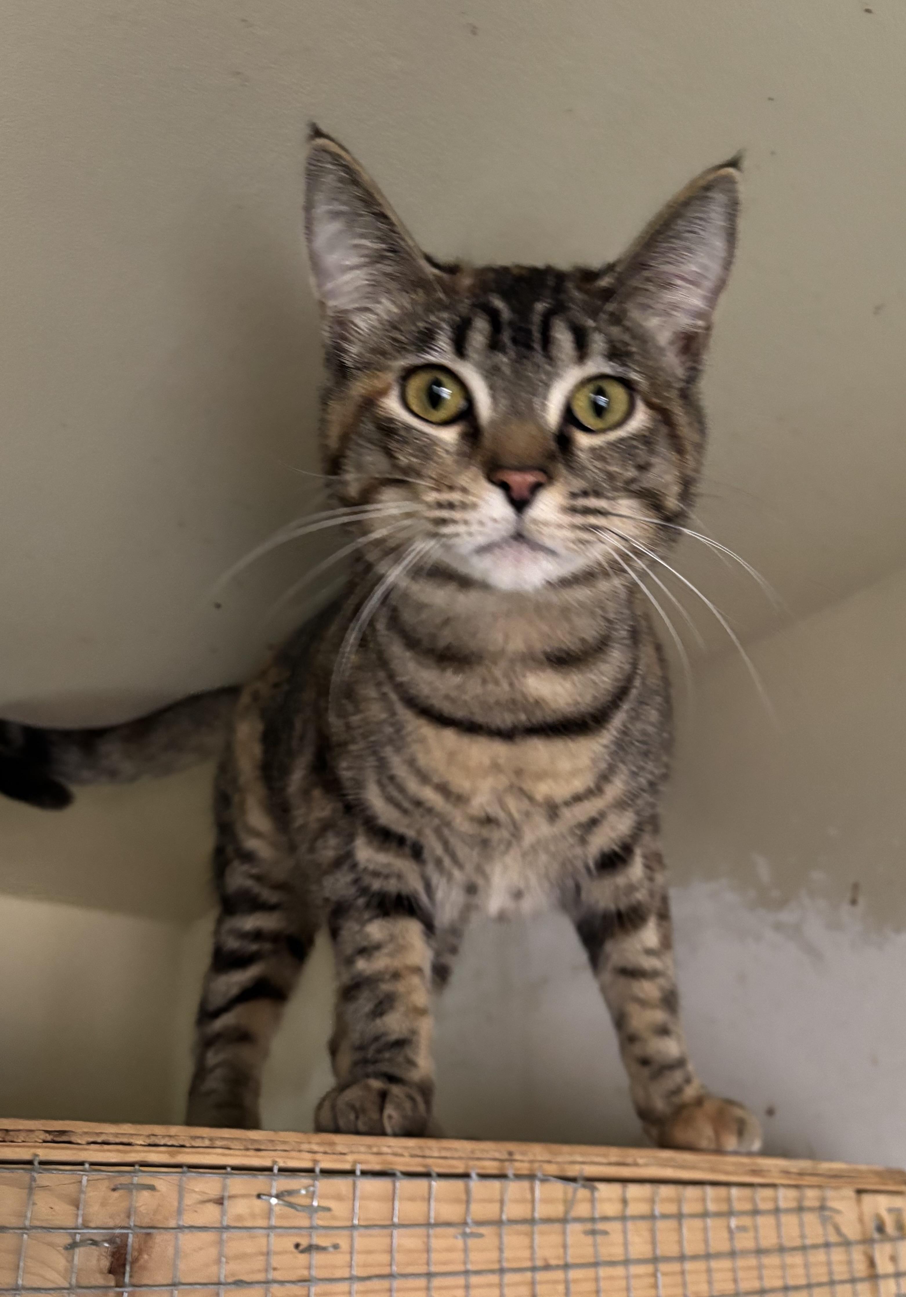 Millie, ADOPTABLE, Young Female Domestic Medium Hair.