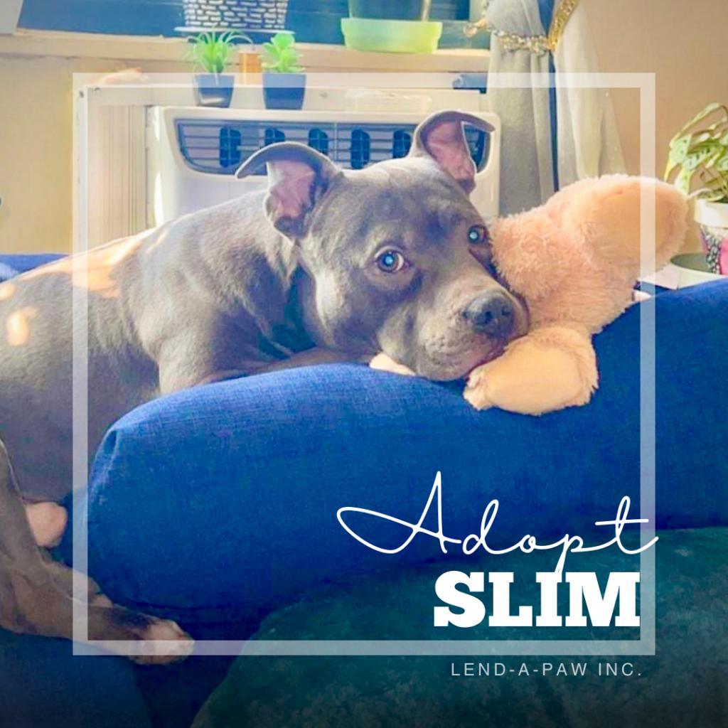 Enlarge Slim, a Adoptable Pit Bull Terrier in Oceanside, NY image 2/6