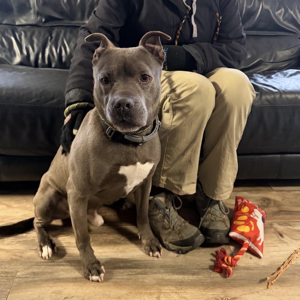 Slim, a Adoptable Pit Bull Terrier in Oceanside, NY image 3/6