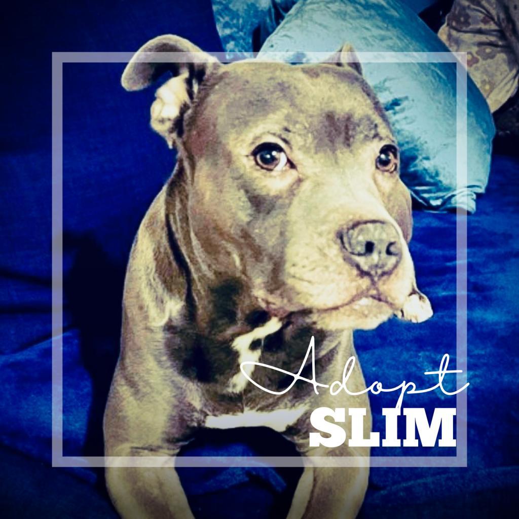 Enlarge Slim, a Adoptable Pit Bull Terrier in Oceanside, NY image 4/6