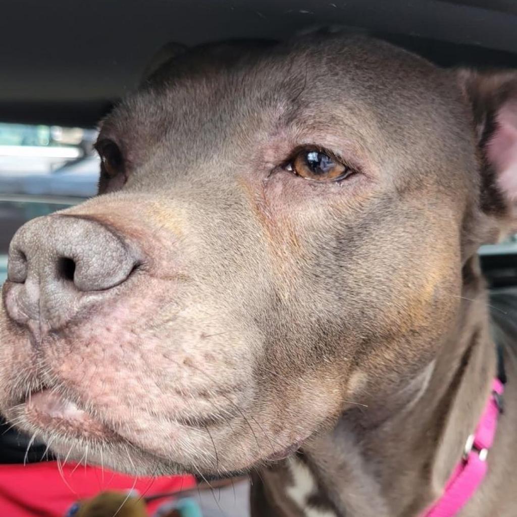 Enlarge Slim, a Adoptable Pit Bull Terrier in Oceanside, NY image 5/6