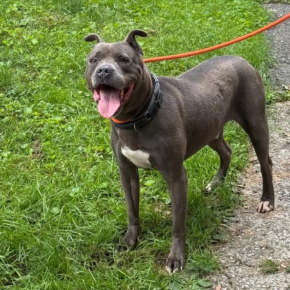 Enlarge Slim, a Adoptable Pit Bull Terrier in Oceanside, NY image 2/4