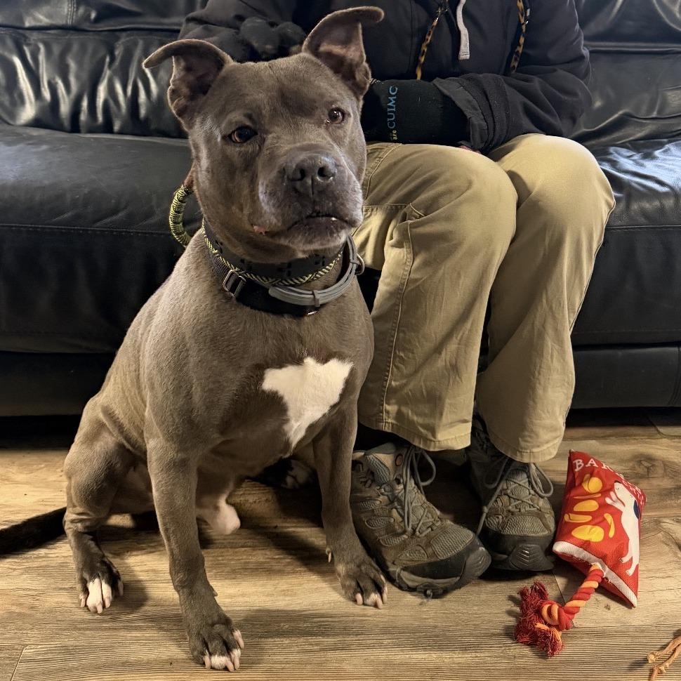 Slim, a Adoptable Pit Bull Terrier in Oceanside, NY image 5/6