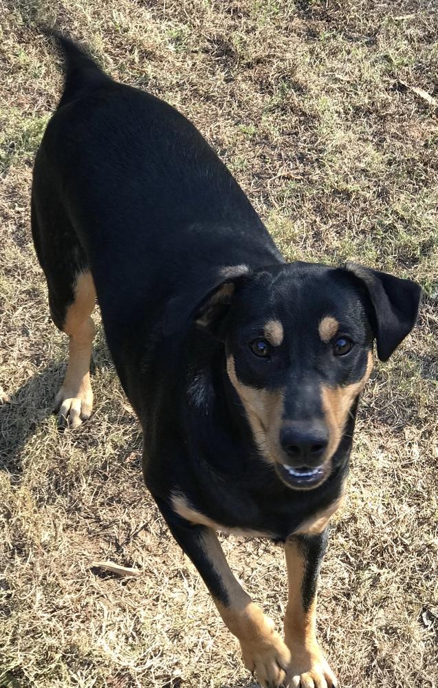 Enlarge Simone (Olympic crew), a Adoptable mixed breed in Gillsville, GA image 3/6