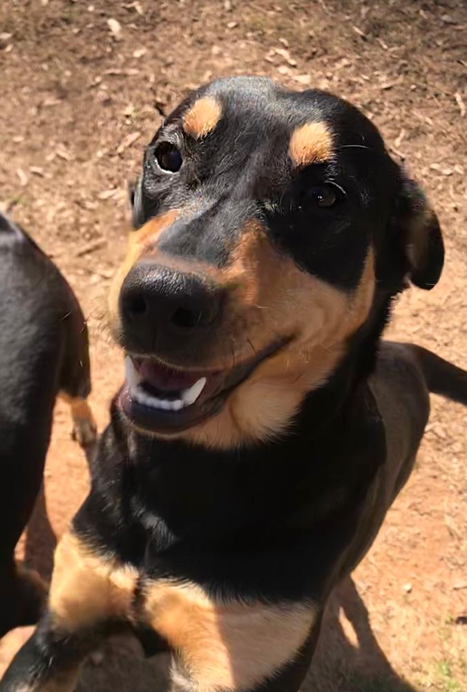 Enlarge Simone (Olympic crew), a Adoptable mixed breed in Gillsville, GA image 4/6