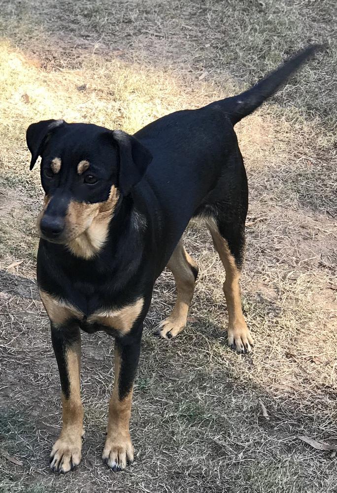 Enlarge Simone (Olympic crew), a Adoptable mixed breed in Gillsville, GA image 5/6