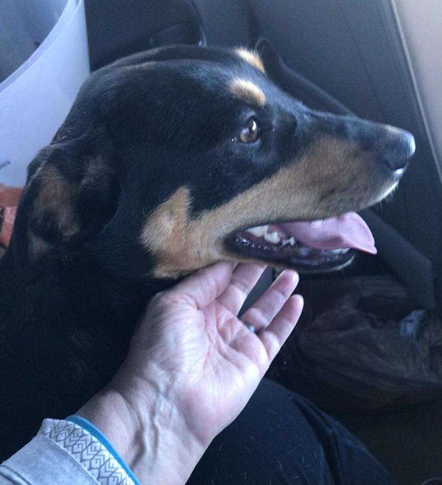 Enlarge Simone (Olympic crew), a Adoptable mixed breed in Gillsville, GA image 6/6