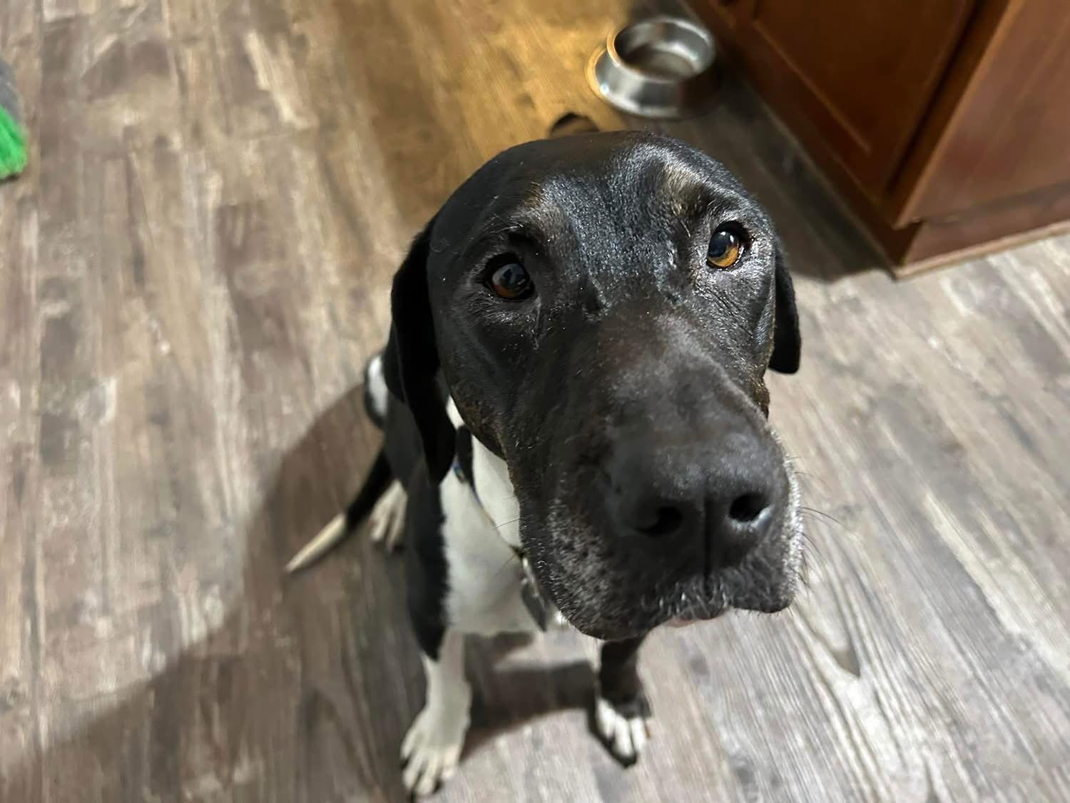 Ebony, Adopted, Young Female Hound.