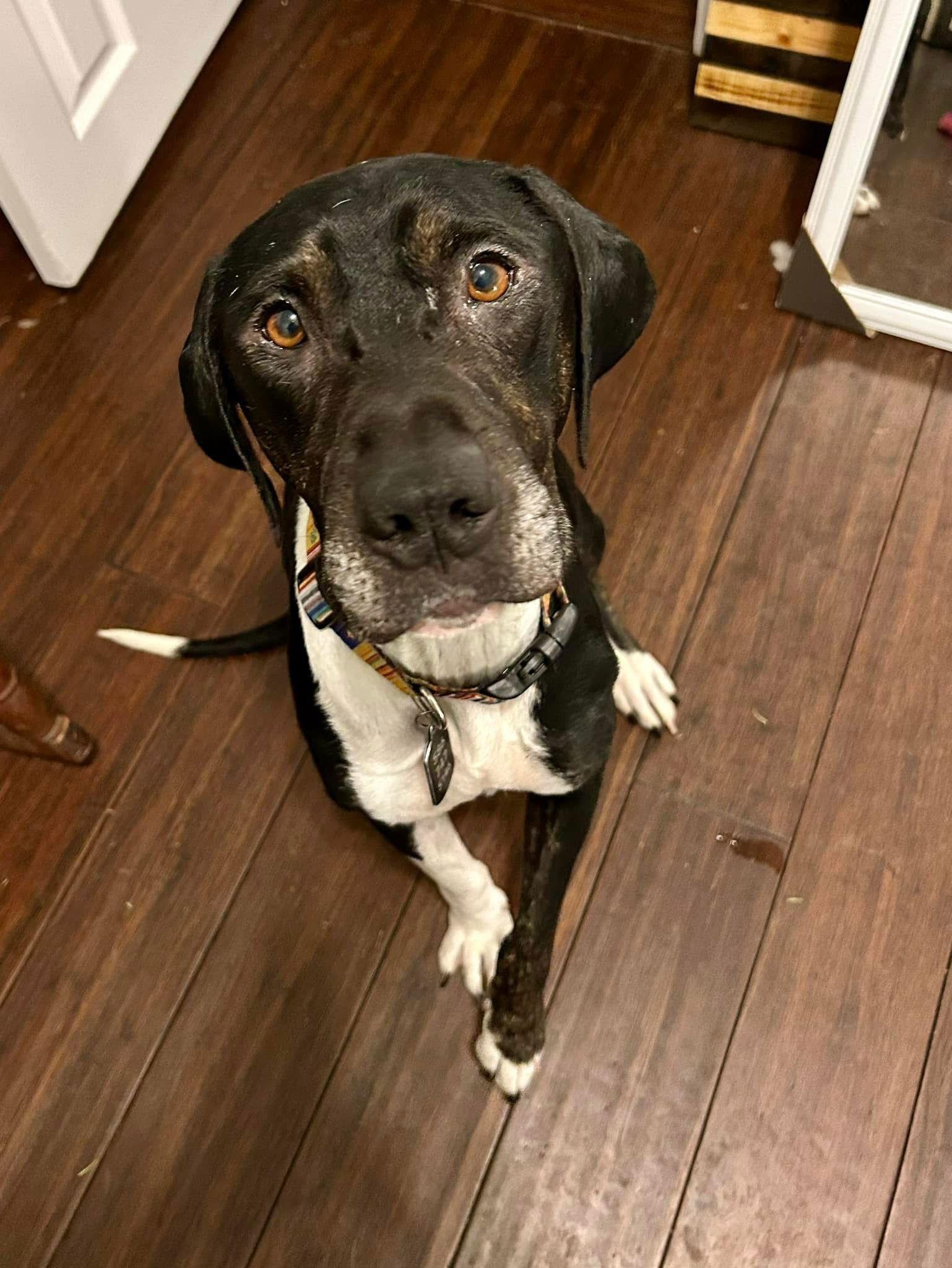 Enlarge Ebony, a Adopted Hound in Clinton, MI image 2/3