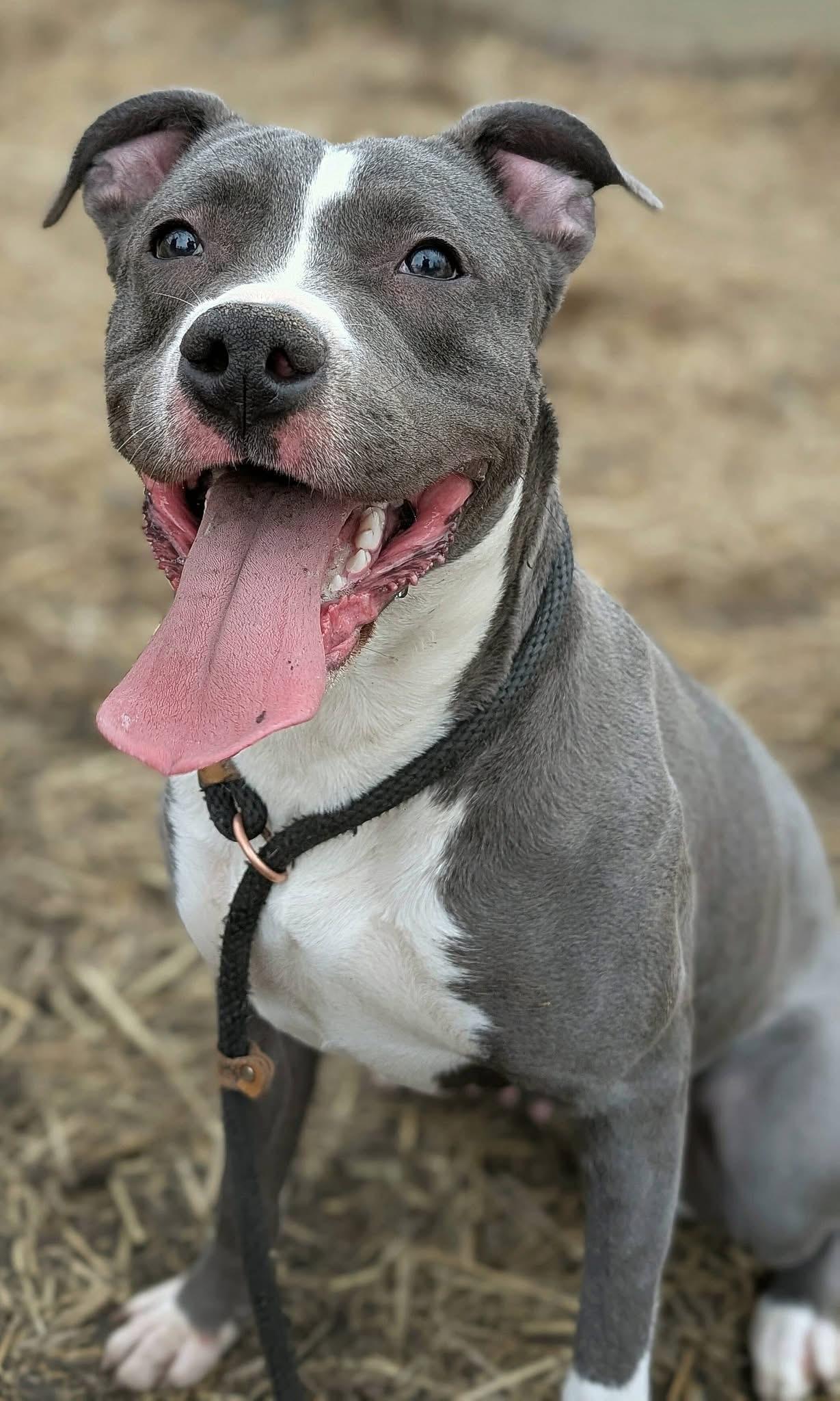 Allie — thumbnail 3