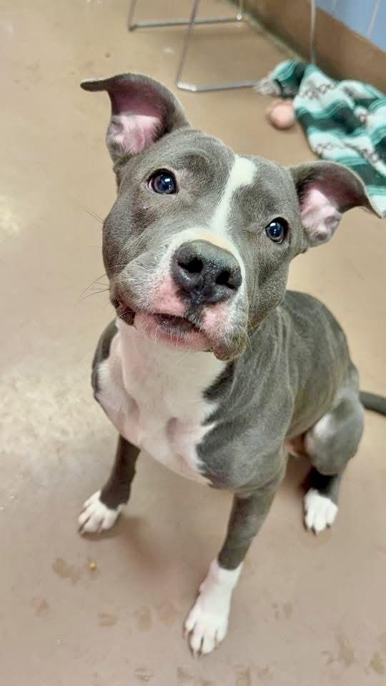 Allie, ADOPTABLE, Young Female Pit Bull Terrier.