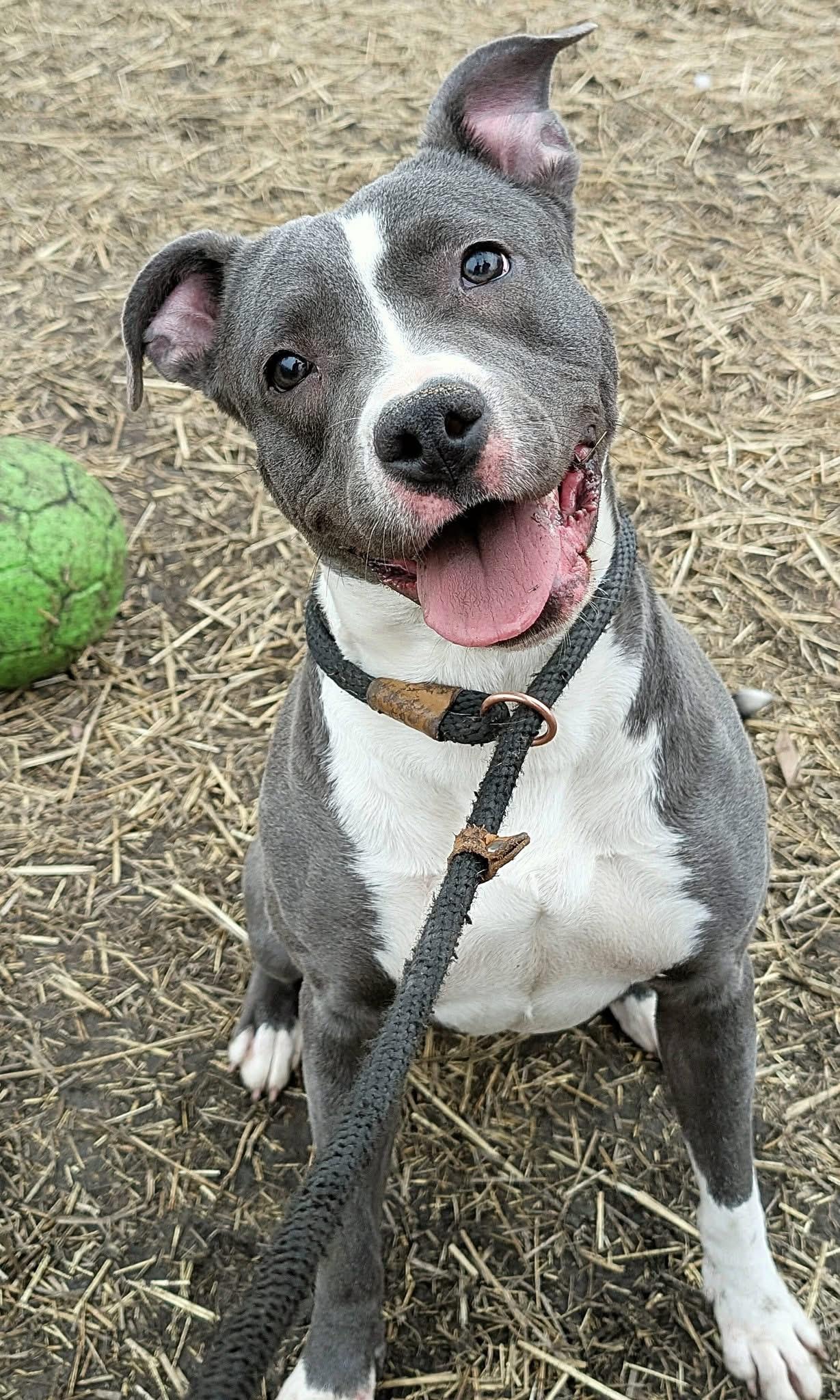 Allie — thumbnail 4