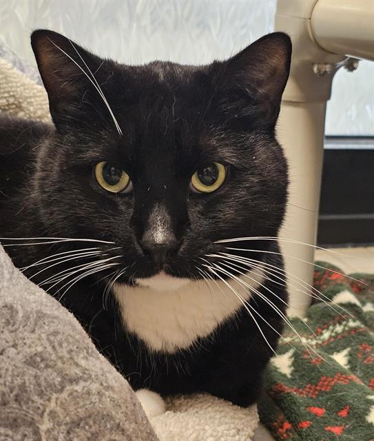 BEAN, Adoptable, Adult Male Domestic Short Hair.