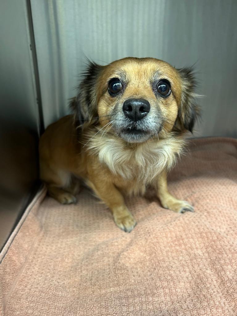 Rocket, Adoptable, Adult Male Chihuahua & Dachshund.