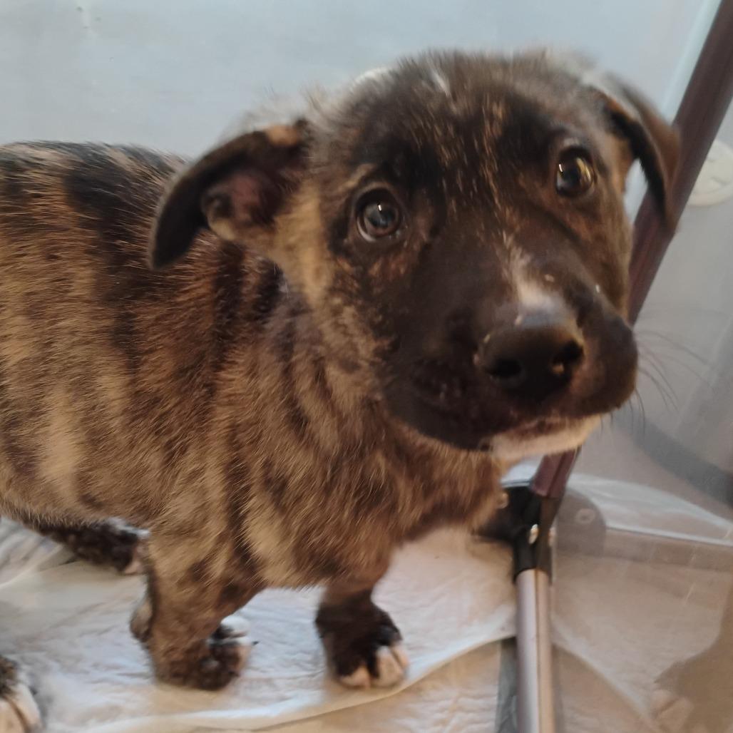 Enlarge Ryland, a Adoptable Mixed Breed in Bentonville, AR image 1/3