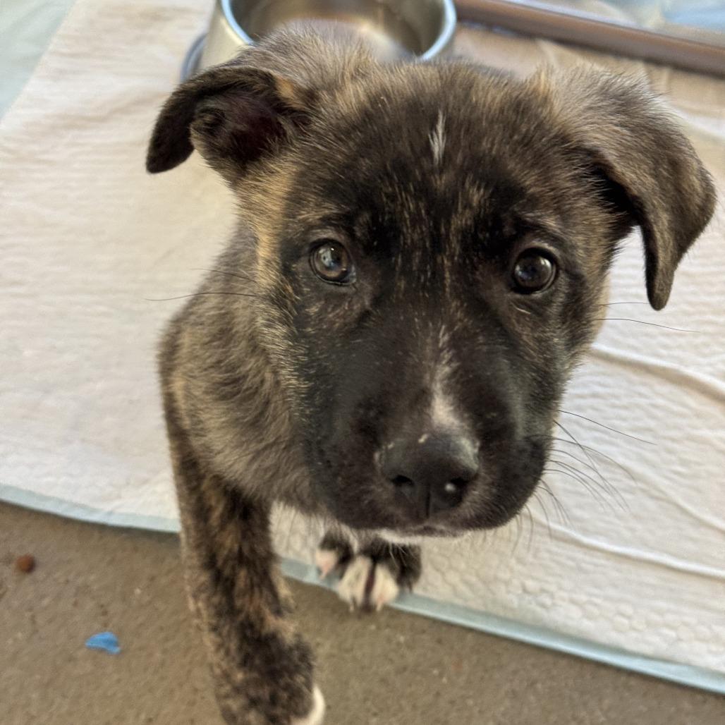 Enlarge Ryland, a Adoptable Mixed Breed in Bentonville, AR image 2/3