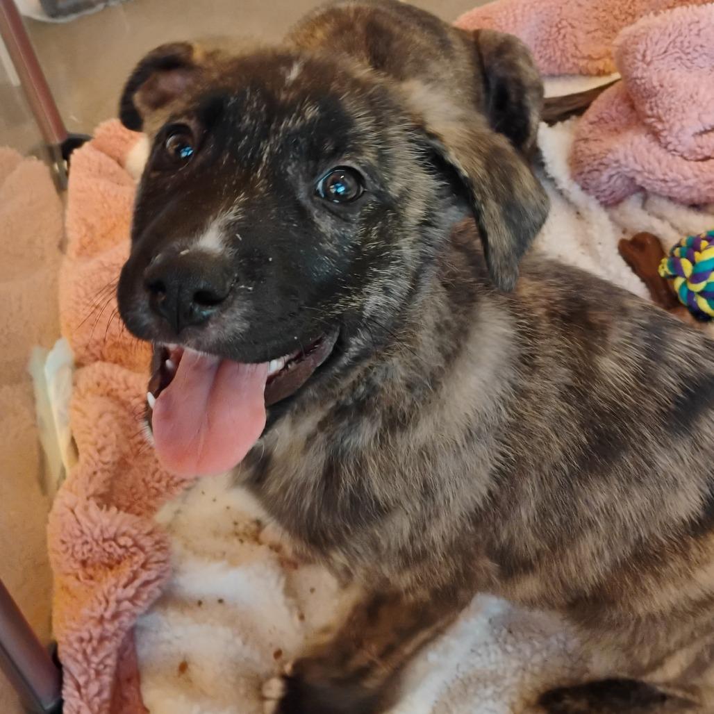 Enlarge Ryland, a Adoptable Mixed Breed in Bentonville, AR image 3/3