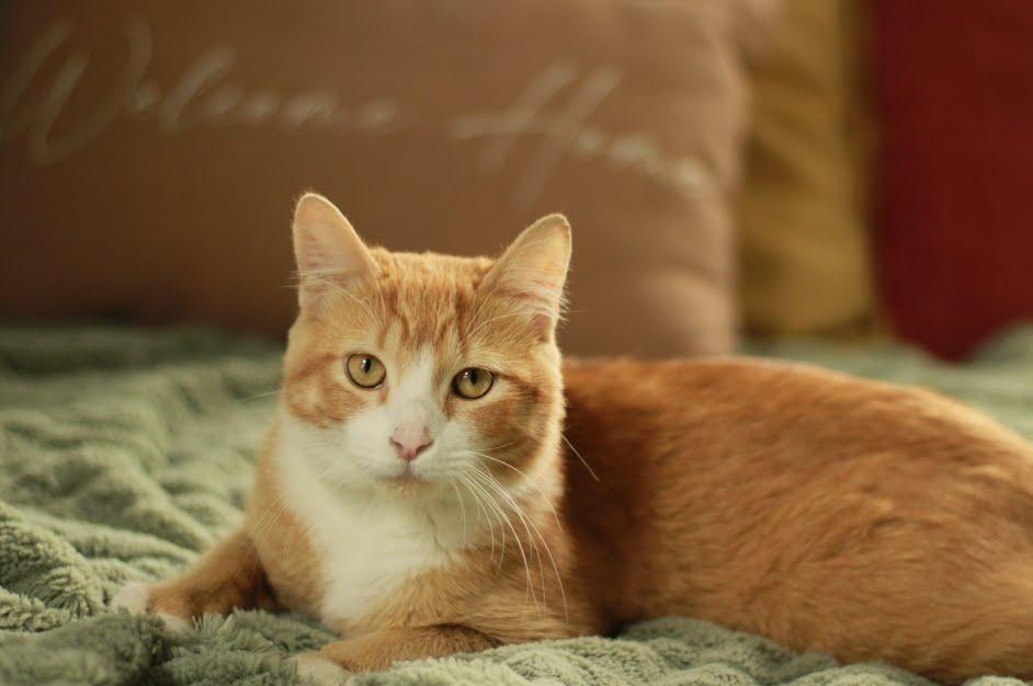 Enlarge Bourbon, a Adoptable Domestic Short Hair in Kenosha, WI image 3/4