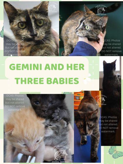 Gemini, Adoptable, Adult Female American Shorthair & Domestic Short Hair.