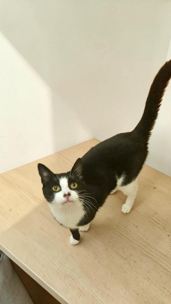 Chica, a Adoptable Domestic Short Hair in Wilson, NC image 1/2