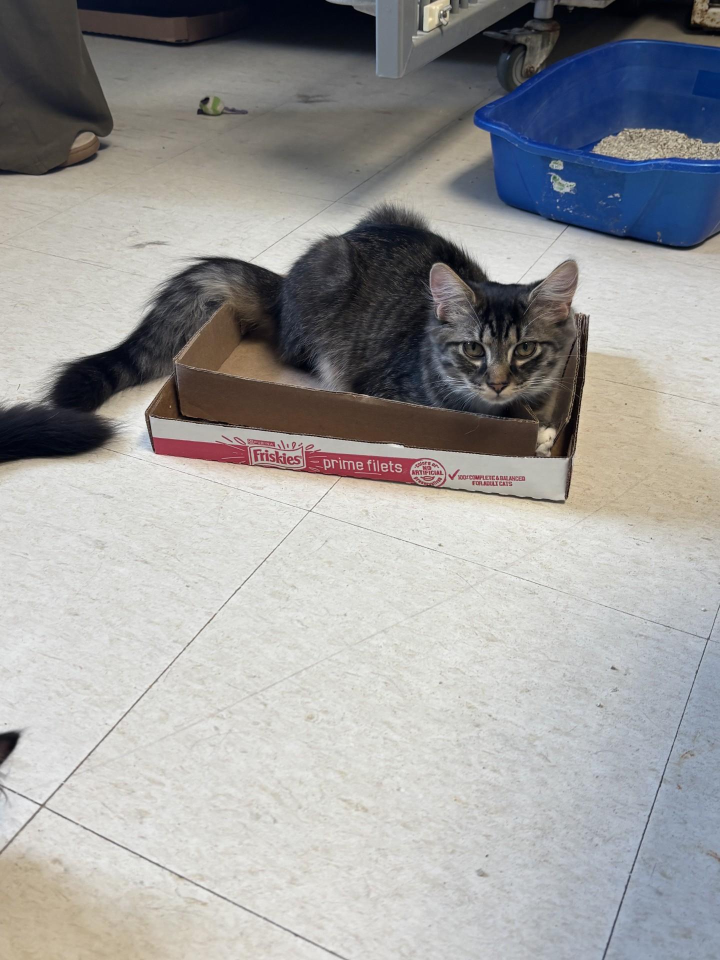Jerry, adopted, Young Male Domestic Medium Hair.