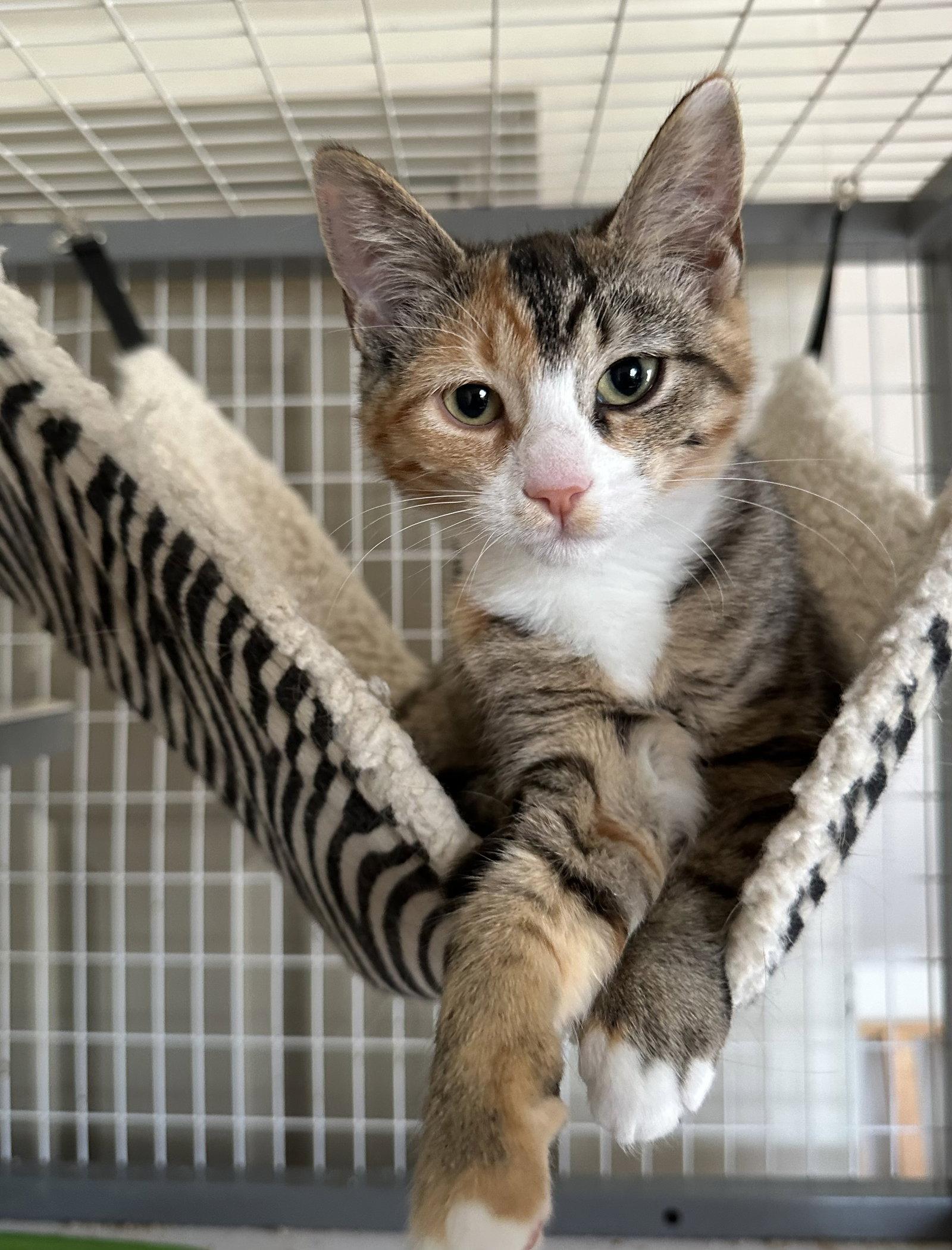 Enlarge Fruitcake, a Adopted Domestic Short Hair in Newtown Square, PA image 1/1