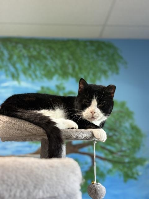 Panda, ADOPTABLE, Adult Male Domestic Medium Hair.