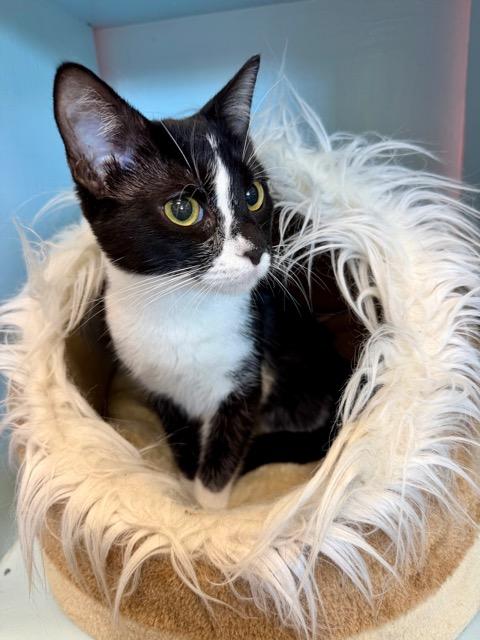 Alixe, adopted, Young Female Domestic Short Hair.