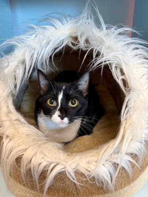 Enlarge Alixe, an adopted mixed breed in Englewood, FL image 2/2