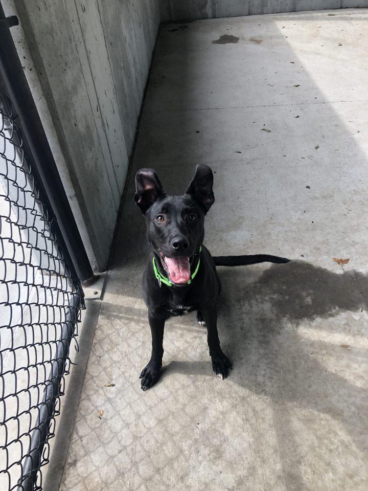 Enlarge Ridge, a Adoptable mixed breed in Springfield, MO image 3/6