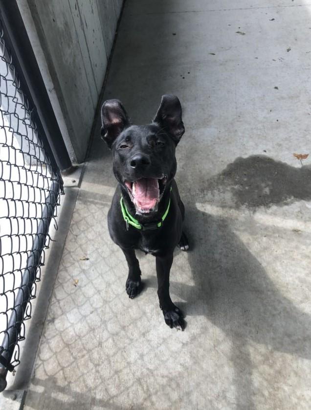 Enlarge Ridge, a Adoptable mixed breed in Springfield, MO image 4/6