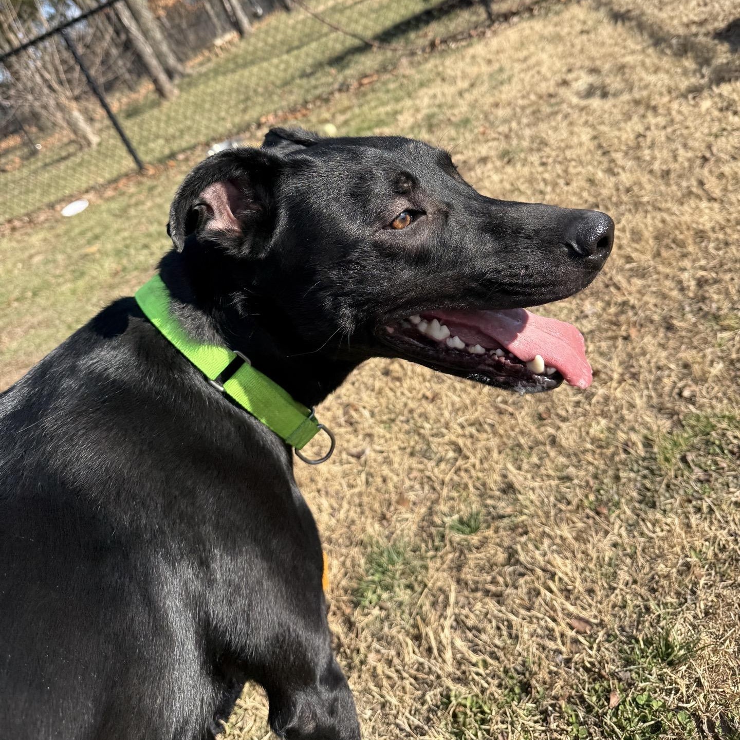 Enlarge Ridge, a Adoptable mixed breed in Springfield, MO image 5/6